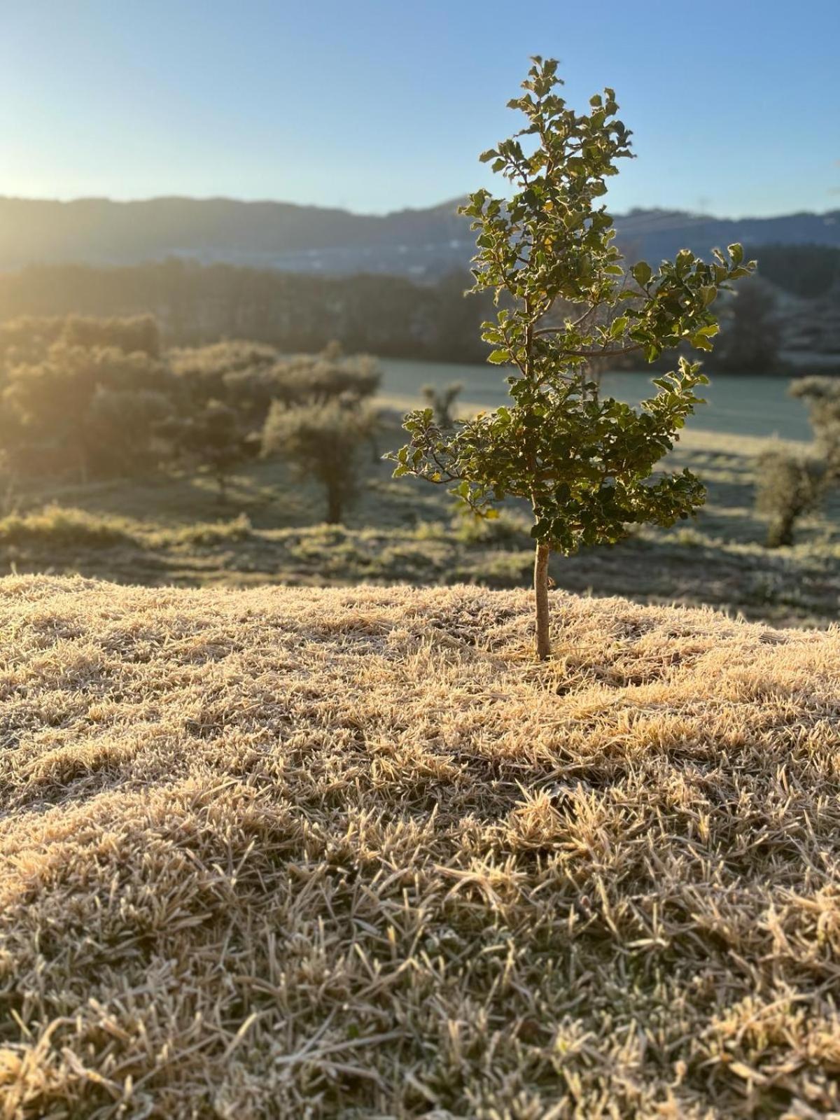 Quinta Dos Cedros L Turismo Rural 科维良 外观 照片