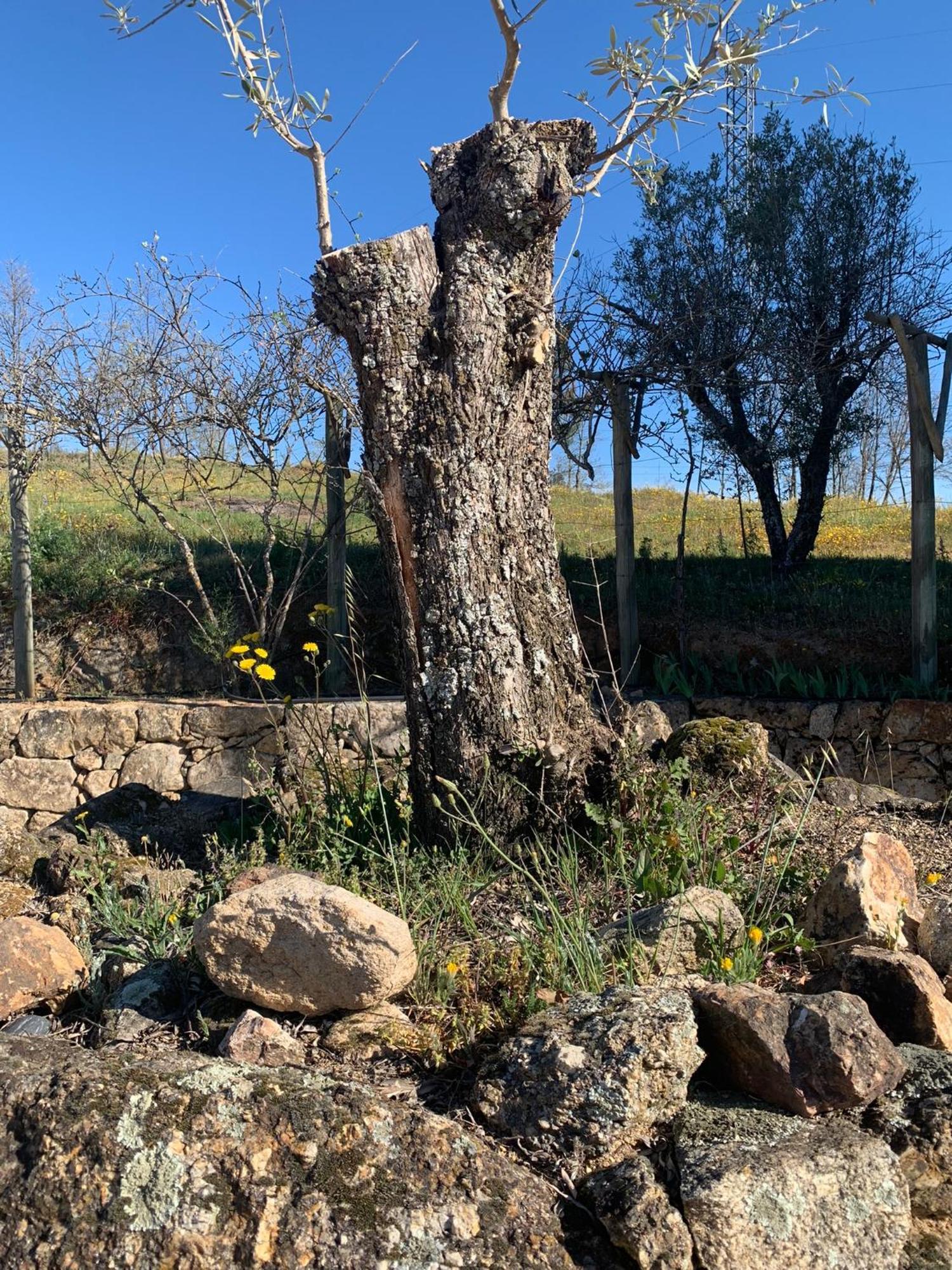 Quinta Dos Cedros L Turismo Rural 科维良 外观 照片
